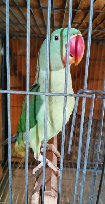 High-Quality Raw Parrot Young Pair
