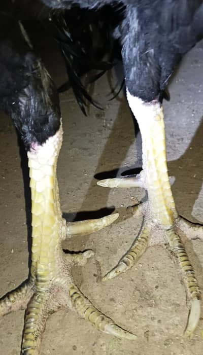 jet black mushka lasani.