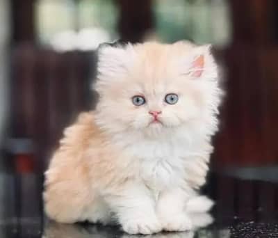 Persian Kitten