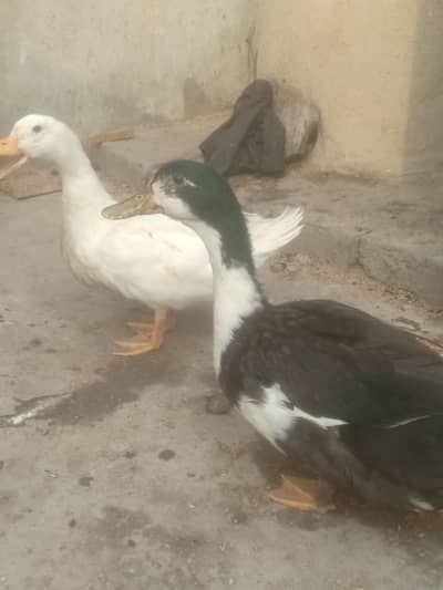 two ducks 