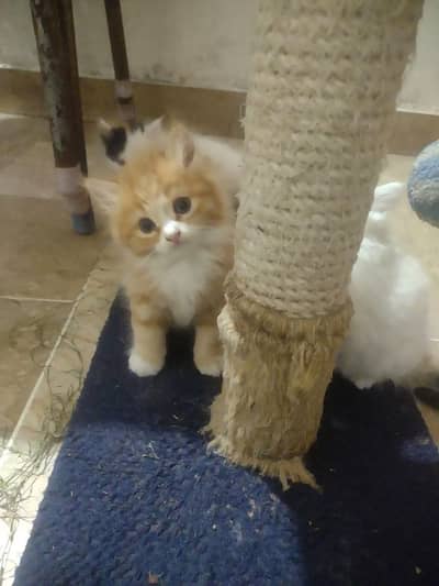 kittens for sale " female 5000 male 6000