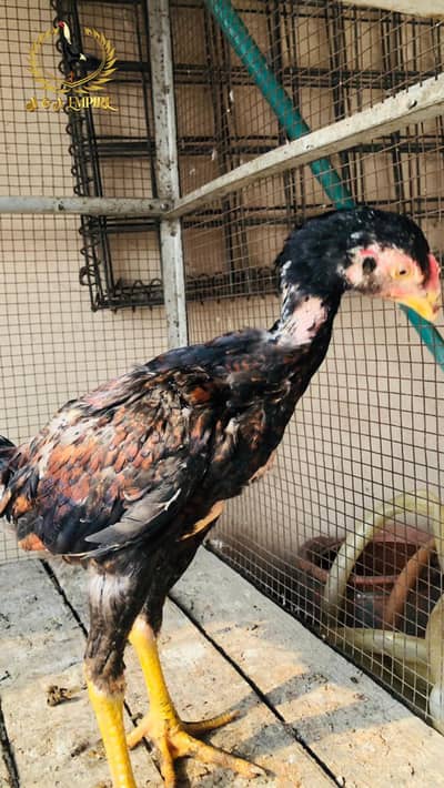 Shamo chicks / king size / Japanese shamo chicks & Breeder / hen /چوزے