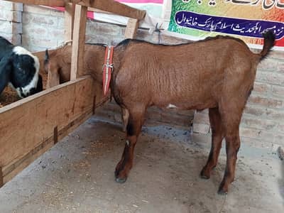 Supreme Top Quality Cross Breed Bakra Jori