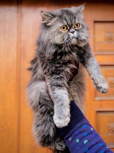 cash on delivery himalayan British kitten cat home delivery available