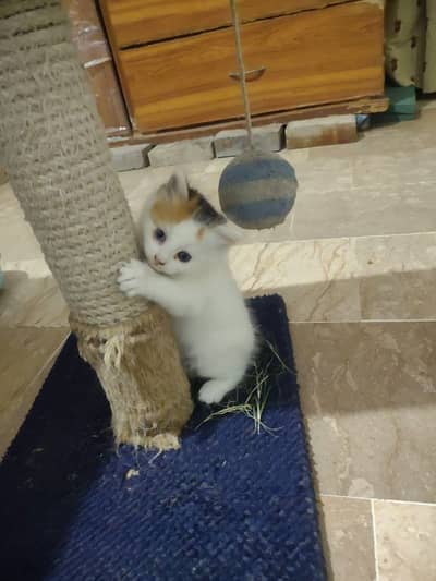 kittens for sale " female 5000 male 6000
