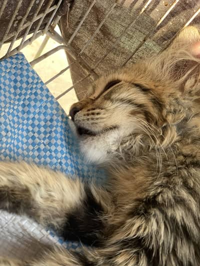 Persian Cat Available Urgently Sell