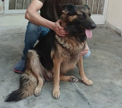 American original long coated German Shepherd available for sale.