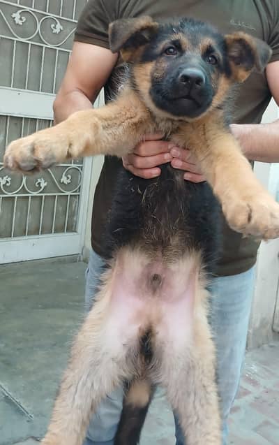 American original long coated German Shepherd available for sale.