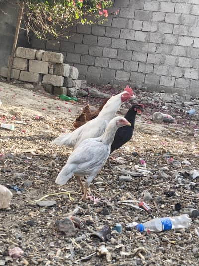 paper white aseel begum