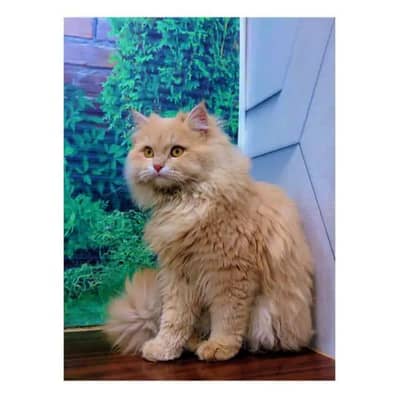 cash on delivery himalayan British kitten cat home delivery available