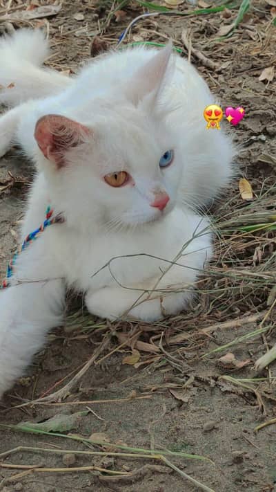  Cute & Healthy Cat for Sale – Friendly and Playful