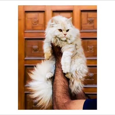 cash on delivery himalayan British kitten cat home delivery available