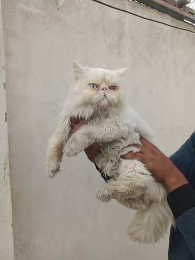 Persian kittens| Triple Coated |Punch Face kittens fluffy| piki face
