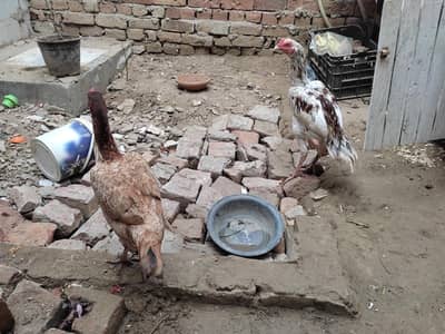 aseel hens pair for sale with wood cage