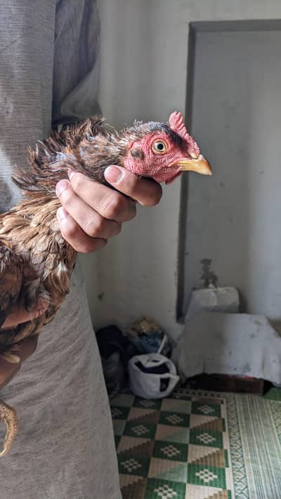 No (03010926352) exchange for 2 dasi murgiya