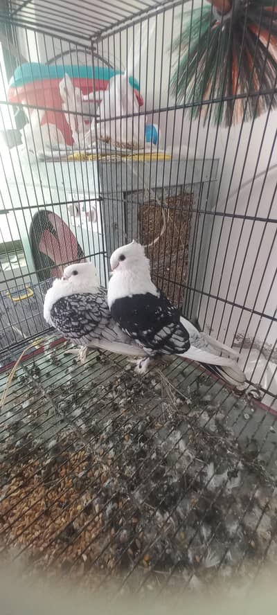 black cherry  sentinent  pair