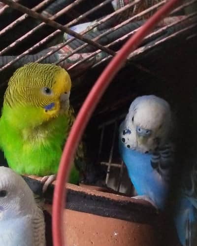 healthy and active budgies breeder pair with 4 eggs