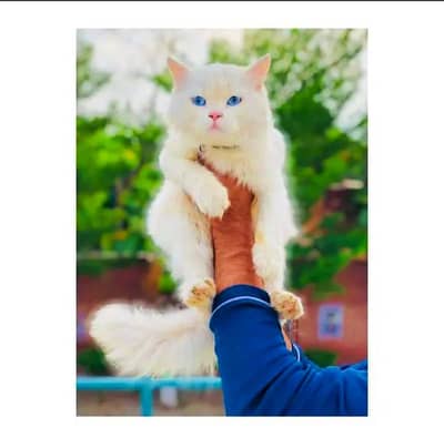 cash on delivery himalayan British kitten cat home delivery available