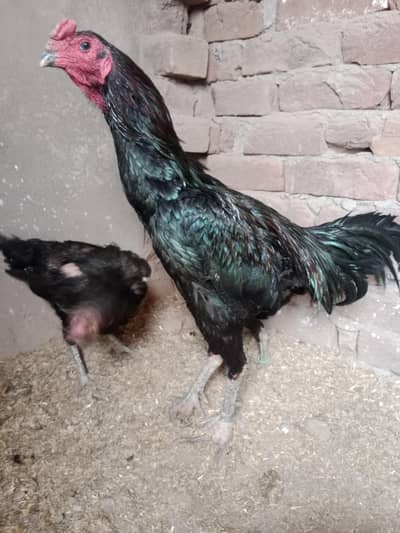 Veitnam Burmi Breeder Pingla 03104835827