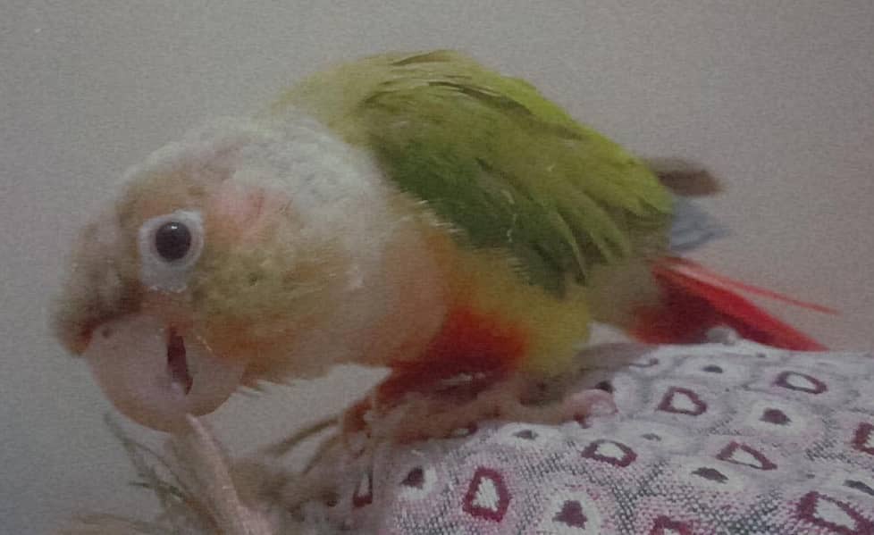 pineapple conure 1
