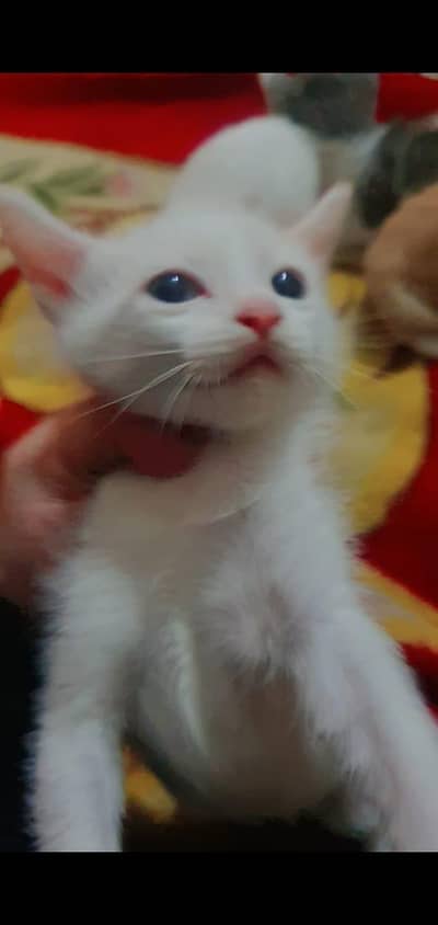 PERSIAN CAT BABIES. 2 PAIRS. HEALTHY AND VACCINATED