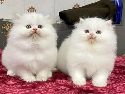 Persian kittens triple coat pair for sale contact whatsap 03013273082