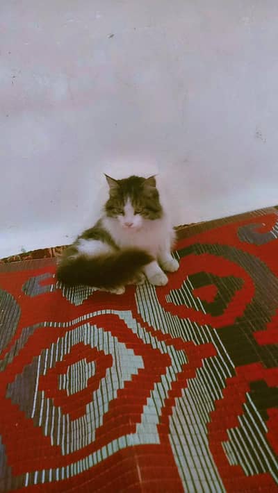 Persian cat for sale