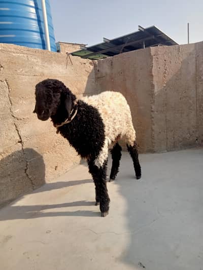 3:30 mahine ka dumba hai bahi bilkul okay hi dumba bahi