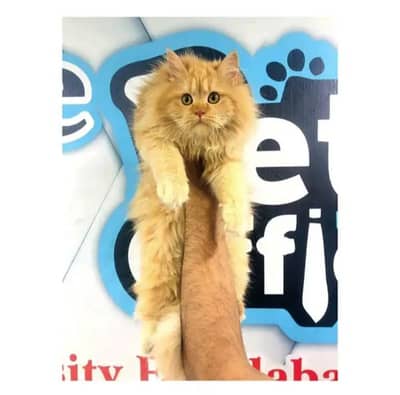 cash on delivery himalayan British kitten cat home delivery available