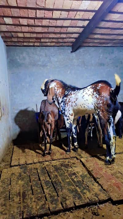 Beetal // Makhi Cheena // Breeder // Bakra // Goat // Beetal Nagra