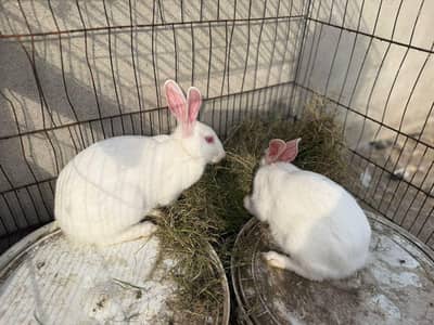 Red eyes rabbit pair for sale.