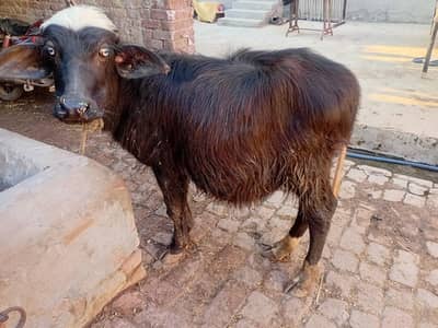 bull/buffelow/cow/veera/katta