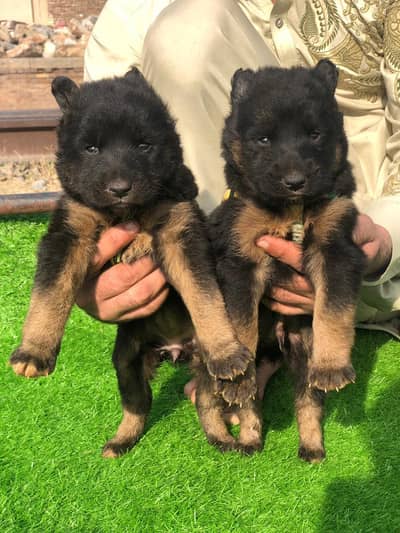 German Shepherd double coat pear for sale