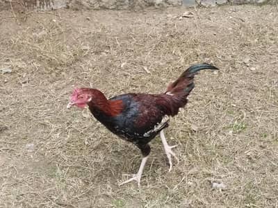 aseel and dasi hen for sale