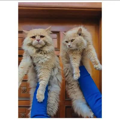 cash on delivery himalayan British kitten cat home delivery available