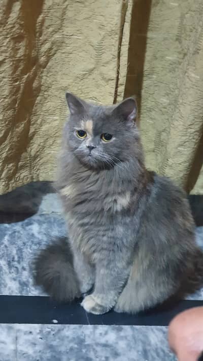 Triple coated persian female cat for sale