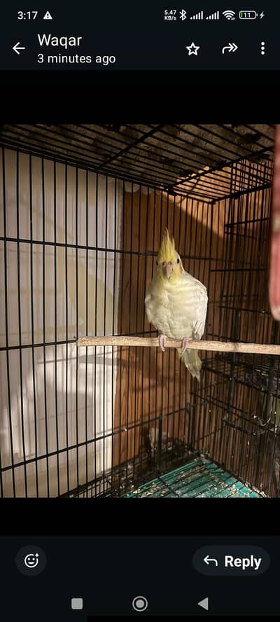 urgent sell birds with cage