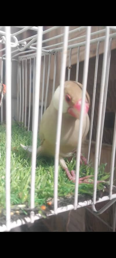 1 fawn java 1 white  java