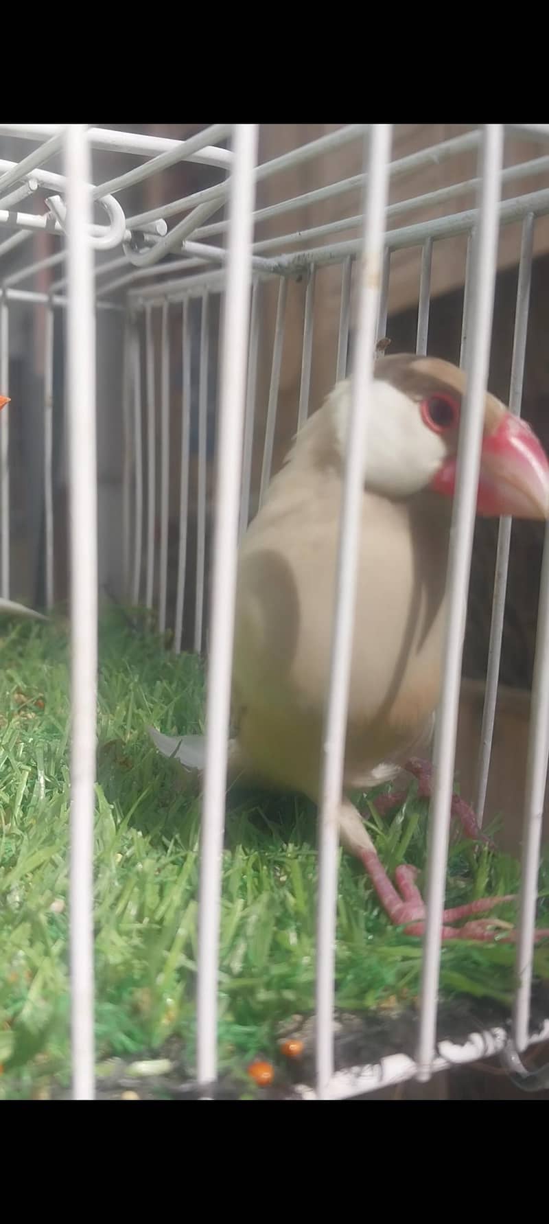 1 fawn java 1 white  java 1