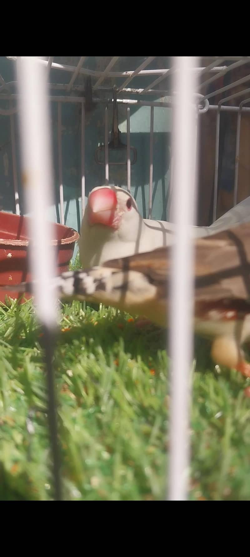 1 fawn java 1 white  java 2