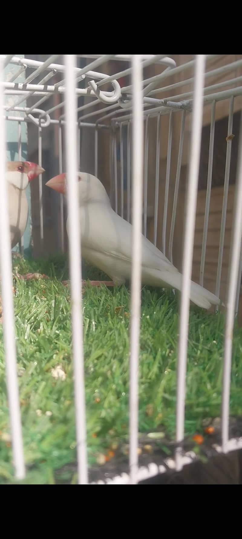 1 fawn java 1 white  java 3