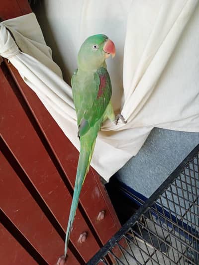 fully hand tame talker female