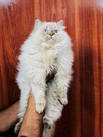 Persian triple coated punch face kitten available for sale