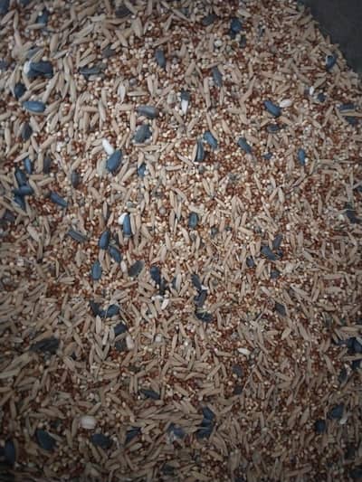 Australian feed without bajra  cocktail. seed and feed