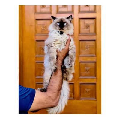 cash on delivery himalayan British kitten cat home delivery available