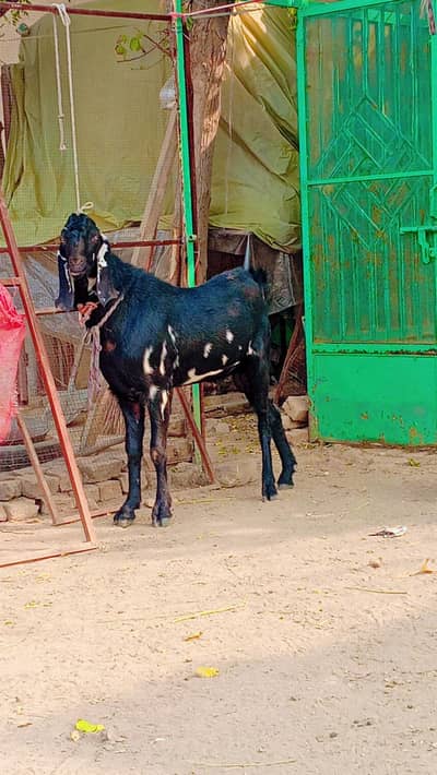 Desi Bakra For Sale