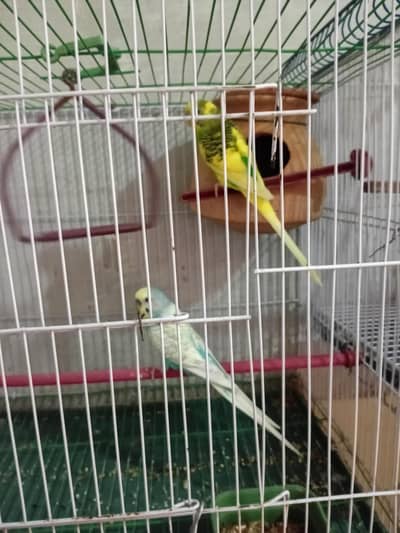 budgies pair