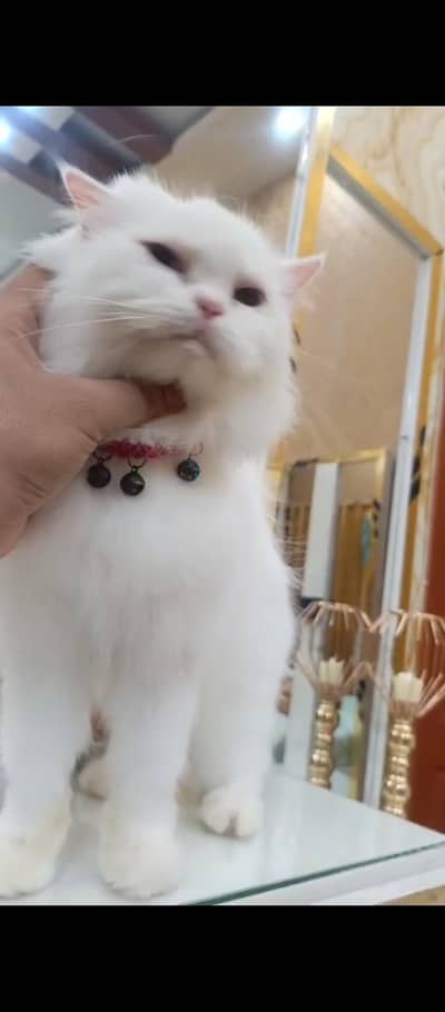 White Punched Face Female Cat