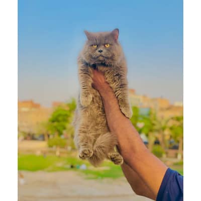 Persian triple coated punch face kitten available for sale