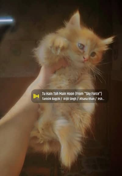 looking for new home